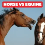 Horse vs Equine What’s the Real Difference