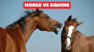 Horse vs Equine Difference: What It Means and Why It Matters