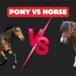 Pony vs Horse Real Differences in Size, Strength, and Care