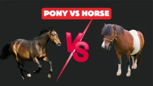 Pony vs Horse: Real Differences in Size, Strength, and Care