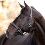 Smart horse care and equine rehabilitation technology showcased at an equine expo in 2026