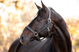 Smart Horse Care and Equine Rehabilitation Expo
