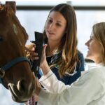 Veterinarian using advanced technology to examine a horse in an equine care facility