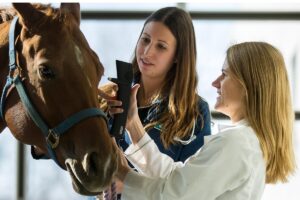 Latest Veterinary Technologies Improving Equine Care