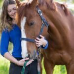 Veterinarians using advanced equine healthcare technology to improve horse safety and performance