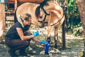 Top Equine Care Practices Every Horse Owner Should Know in 2026