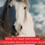 What To Feed Old Horses A Complete Senior Nutrition Guide