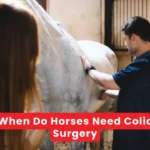 When Do Horses Need Colic Surgery