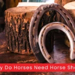 Why Do Horses Need Horse Shoes