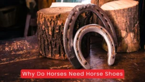 Why Do Horses Need Horse Shoes? Complete Guide to Hoof Protection