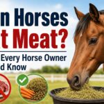 Can Horses Eat Meat What Every Horse Owner Should Know