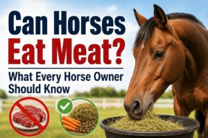 Can Horses Eat Meat? What Every Horse Owner Should Know