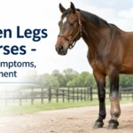 Swollen Legs in Horses - Causes, Symptoms, and Treatment