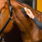 Equine Rehabilitation and Recovery Technologies Expo 2026 showcasing advanced horse rehabilitation and recovery technologies