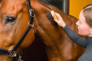 Equine Rehabilitation and Recovery Technologies Expo 2026