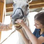 Preventive horse care practices helping improve horse health and reduce veterinary costs