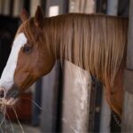 Respiratory diseases in stabled horses caused by poor air quality and dust exposure