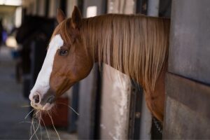 Respiratory Diseases Remain the Biggest Threat to Stabled Horses