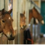 New Horse Welfare Assessment Tools Helping Owners Improve Care through welfare monitoring and horse health evaluation