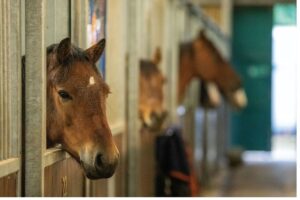 New Horse Welfare Assessment Tools Helping Owners Improve Care