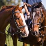 Disease Prevention and Biosecurity Key Priorities for Horse Owners in 2026 through vaccination and health monitoring
