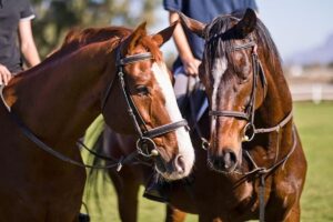 Disease Prevention and Biosecurity: Key Priorities for Horse Owners in 2026