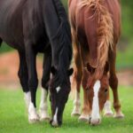 The Future of Equine Welfare New Global Strategies for Better Horse Care and improved horse welfare standards