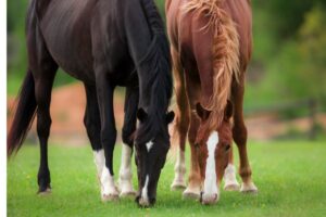 The Future of Equine Welfare: New Global Strategies for Better Horse Care