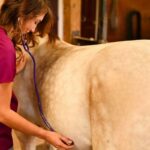 Equine health essentials including horse vaccination biosecurity and first aid practices