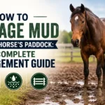 How to Manage Mud in Your Horse Paddock - 9 Real Fixes