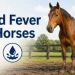 Mud Fever in Horses