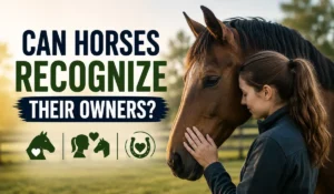 Can Horses Recognize Their Owners?