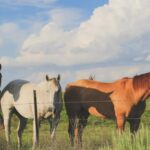 Horses standing at a pasture fence on a farm under a cloudy sky