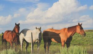 USDA Launches Equine 2026 Study: A National Check on Horse Health