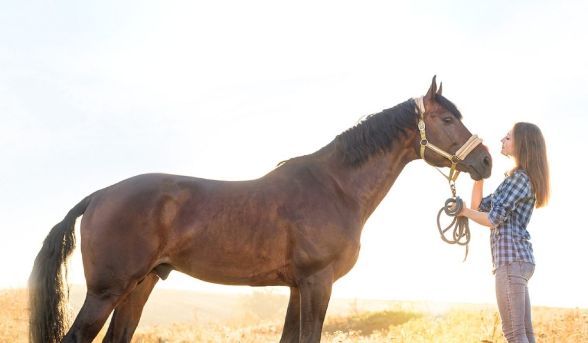 Future-ready farrier apron with smart and sustainable features