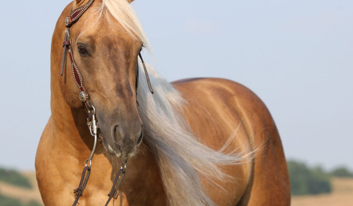 Modern stable using manure-to-energy renewable technology