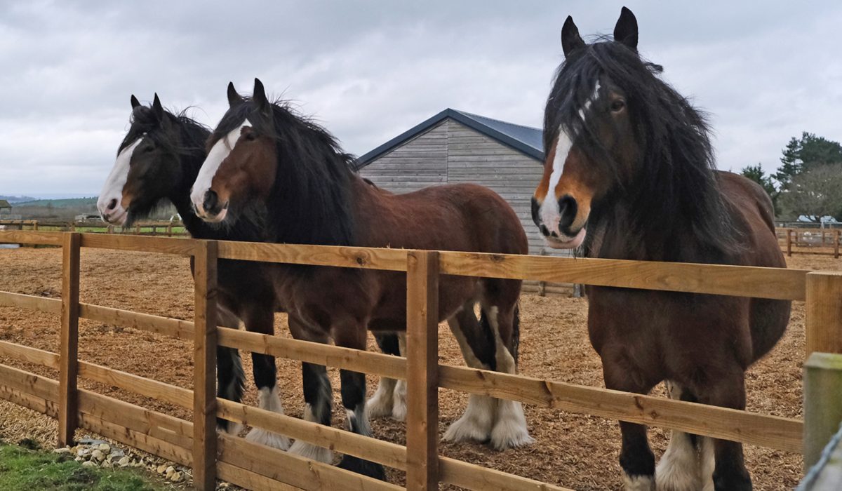 Equine rescue centre caring for rehabilitated horses