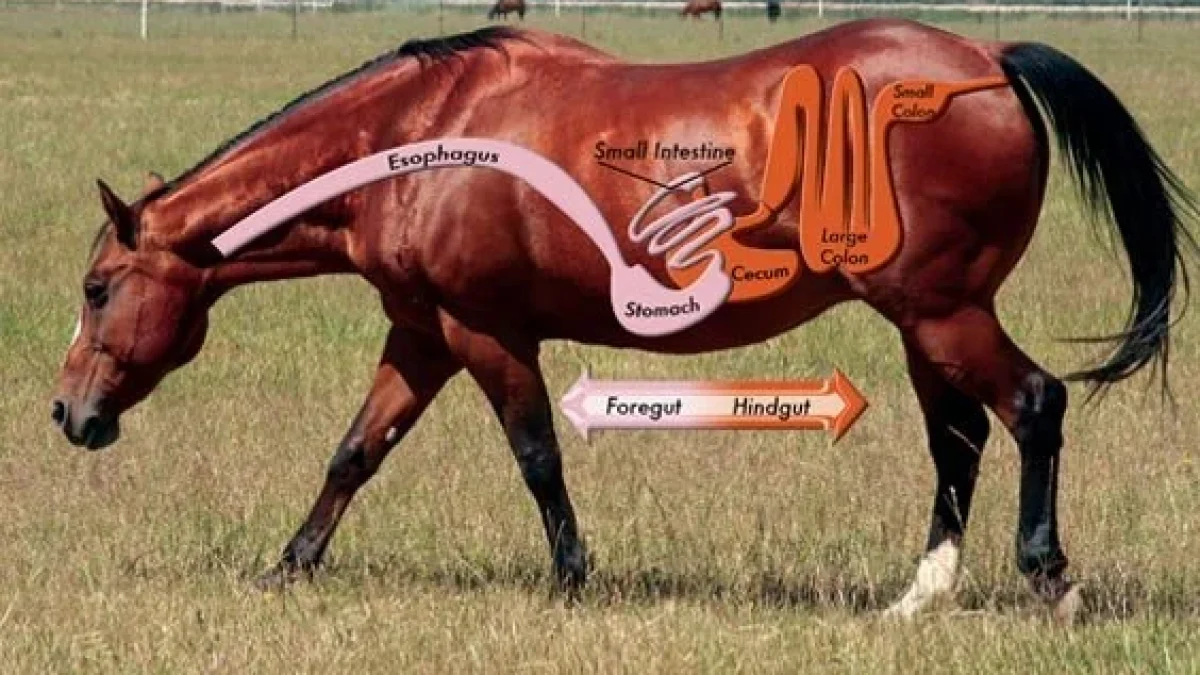 Horse affected by hindgut ulcers showing signs of digestive discomfort