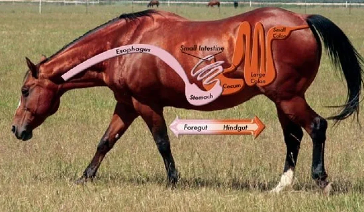 Horse affected by hindgut ulcers showing signs of digestive discomfort