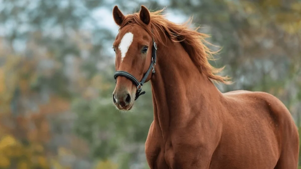 Barefoot horse with healthy, natural hooves standing on grass