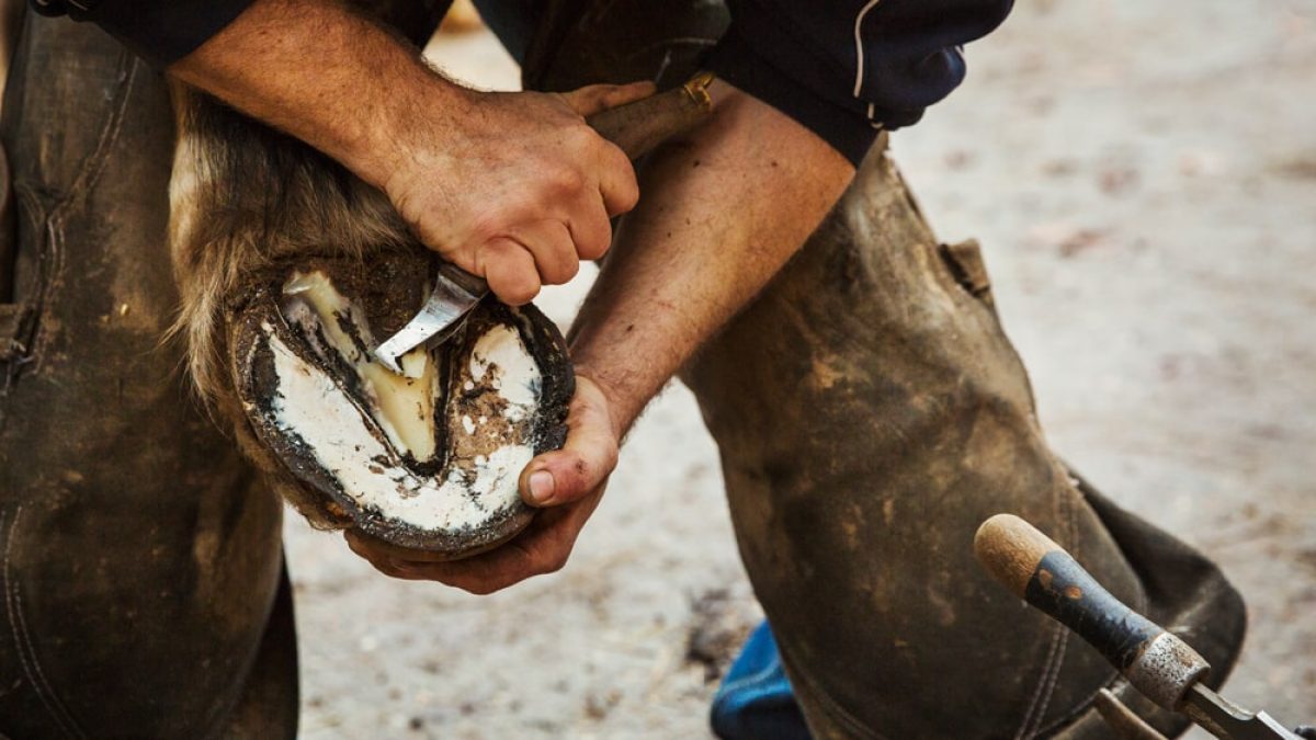 hoof trimming services by professional farrier