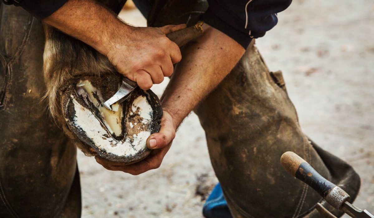 hoof trimming services by professional farrier