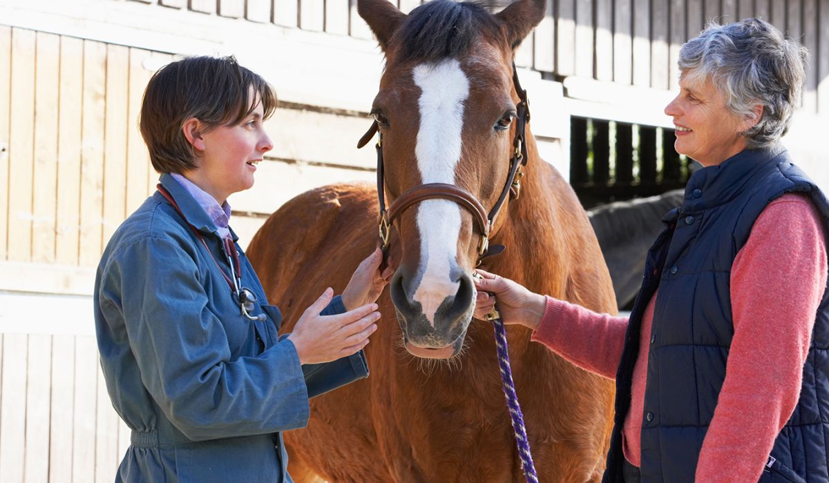 Veterinarian performing a horse vetting process during a pre purchase horse exam