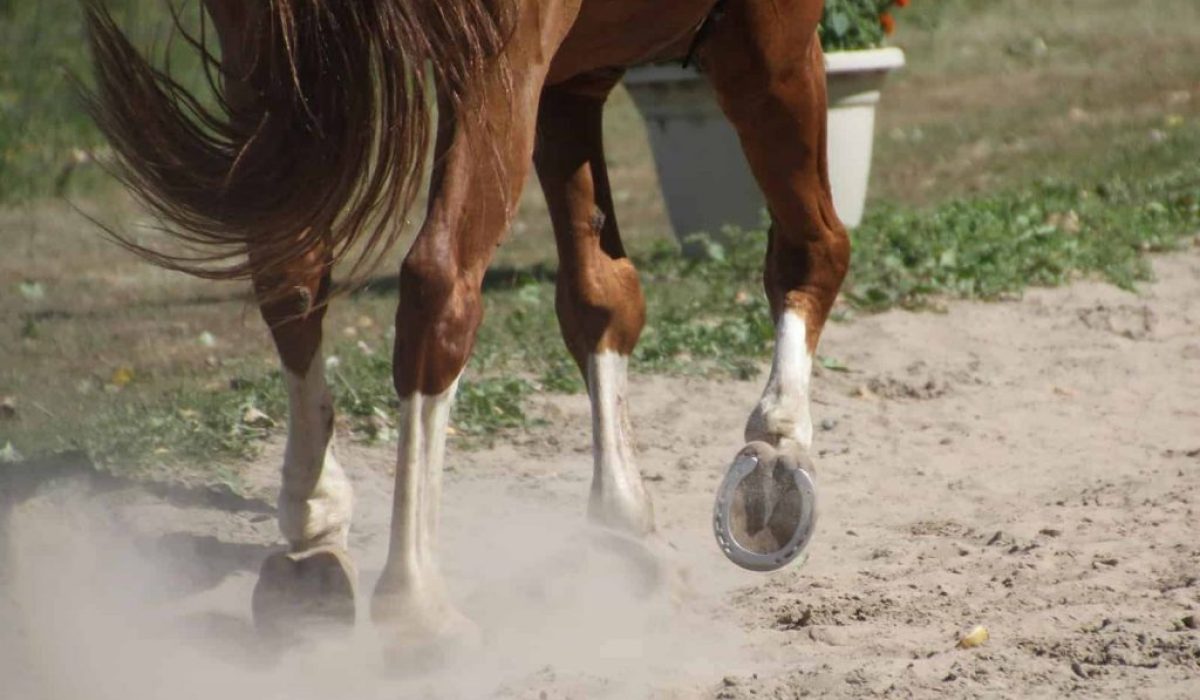 Equine saliva testing for early horse health detection