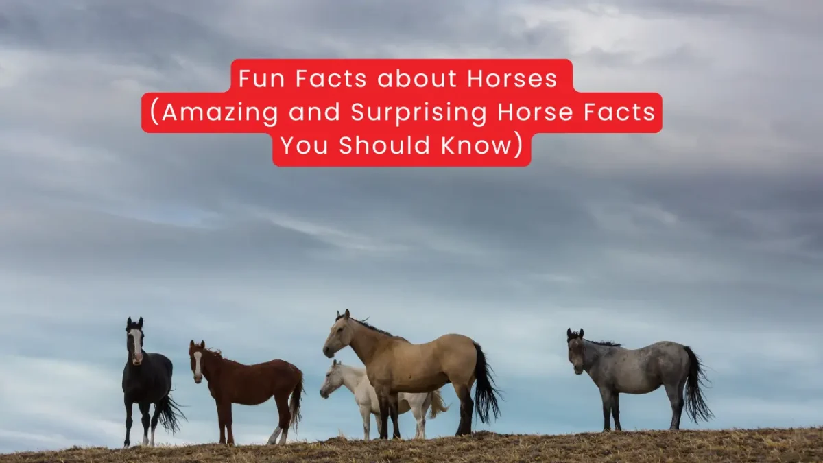 Fun Facts about Horses (Amazing and Surprising Horse Facts You Should Know)