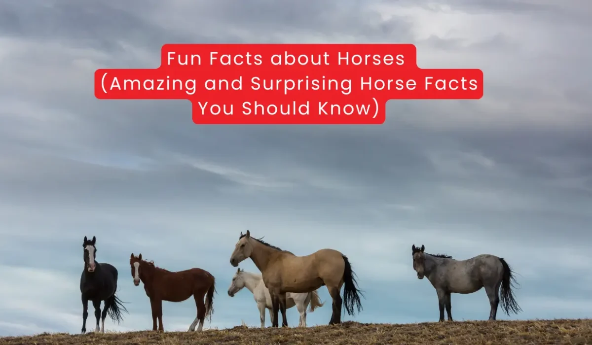 Fun Facts about Horses (Amazing and Surprising Horse Facts You Should Know)