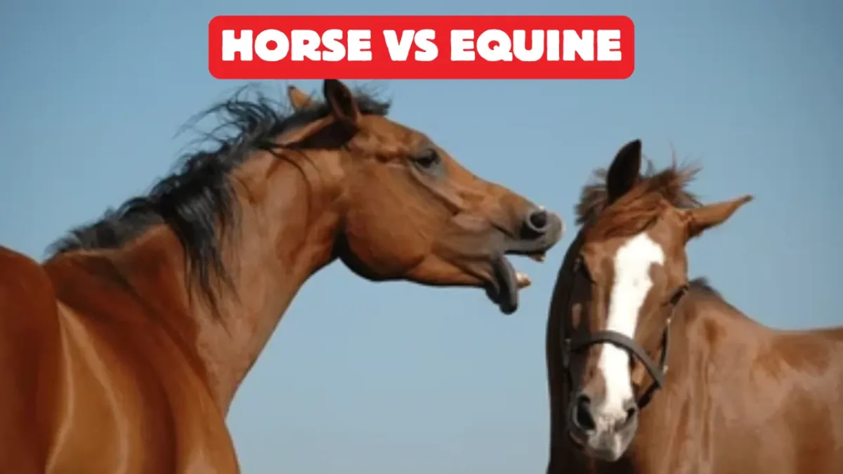 Horse vs Equine What’s the Real Difference