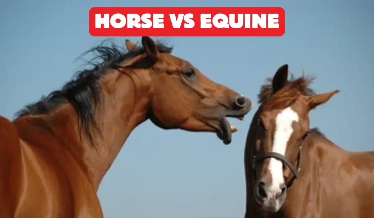 Horse vs Equine What’s the Real Difference