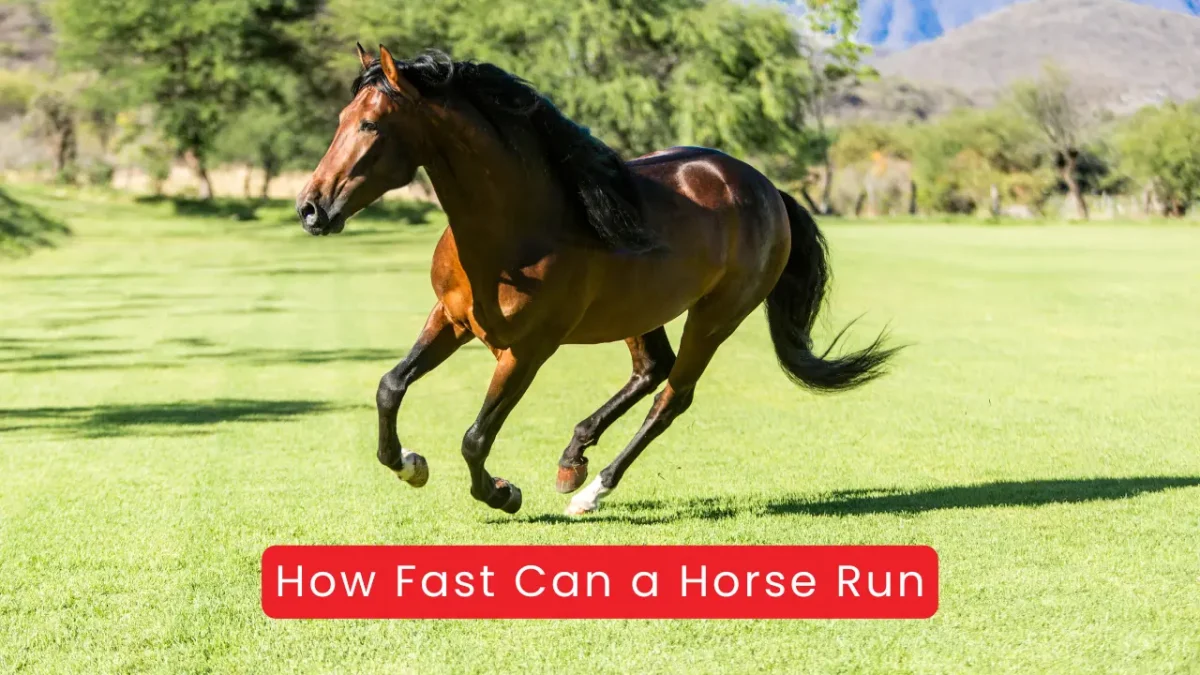 How Fast Can a Horse Run