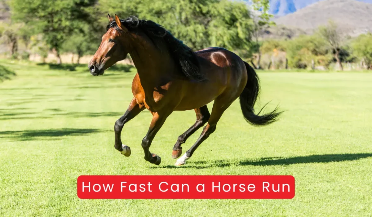 How Fast Can a Horse Run